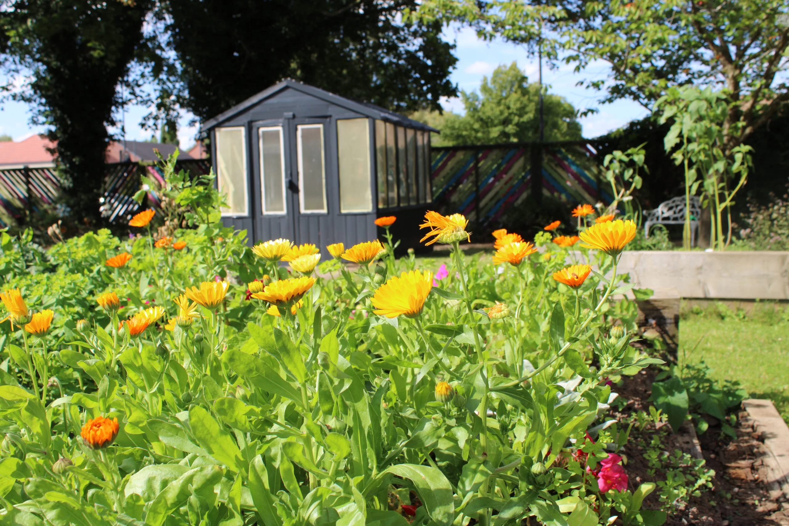 sycamores-garden-1-scaled